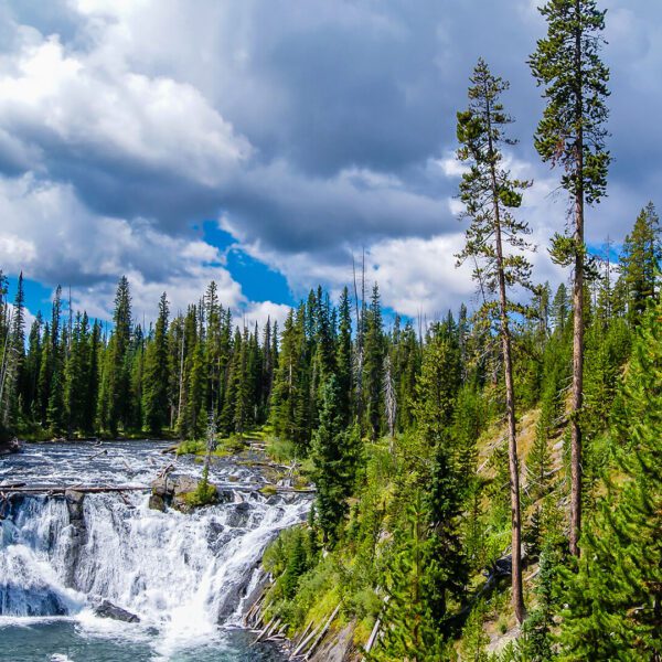 Gibbon Falls in Yellowstone National Park. Taken on a Teton Excursions tour of Yellowstone National Park.