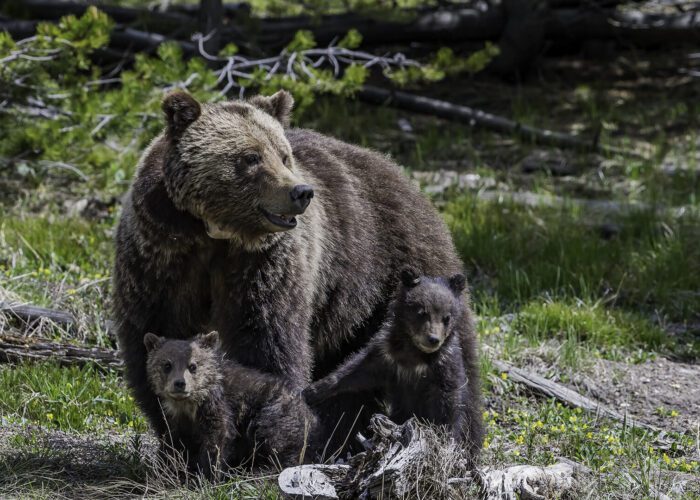 A female grizzly and two cubs sit in the grass and wildflowers in Yellowstone National Park.