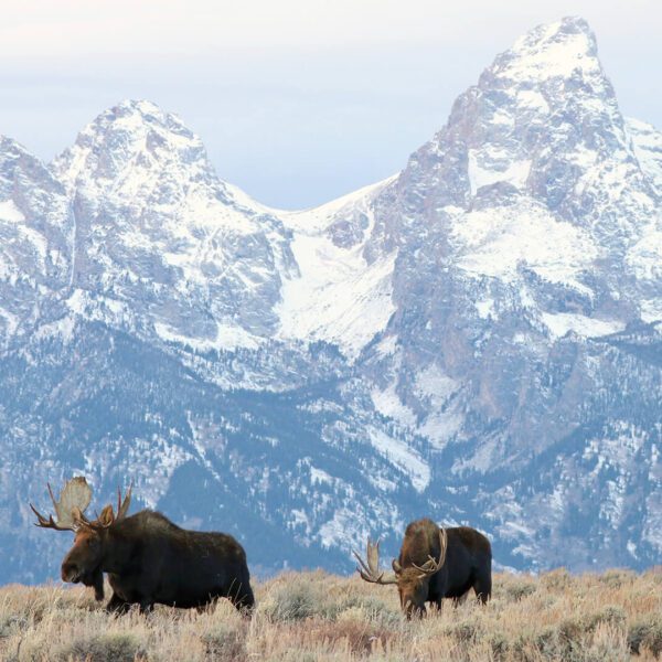 Multiple bull moose stand in the sage in front of the snowcapped Teton mountains.