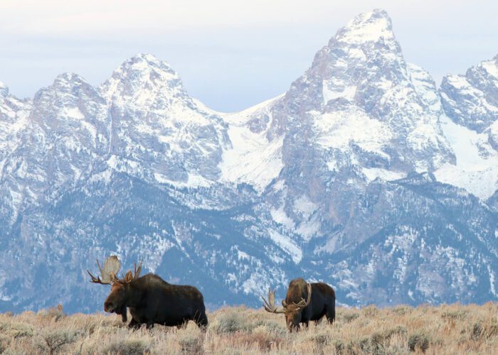 Multiple bull moose stand in the sage in front of the snowcapped Teton mountains.