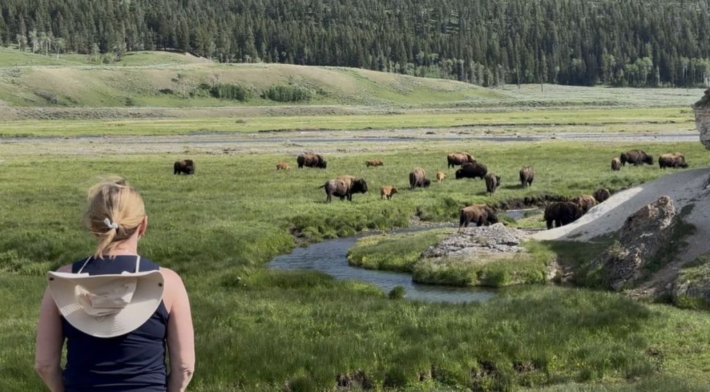 Yellowstone wildlife viewing at a safe distance